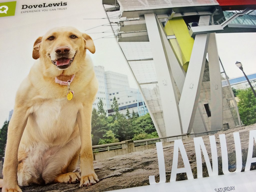 DoveLewis 2015 Calendar