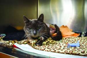 Jasper's leg amputation was covered by donations