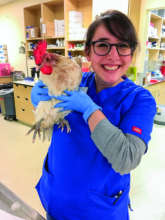 FedEx the Chicken