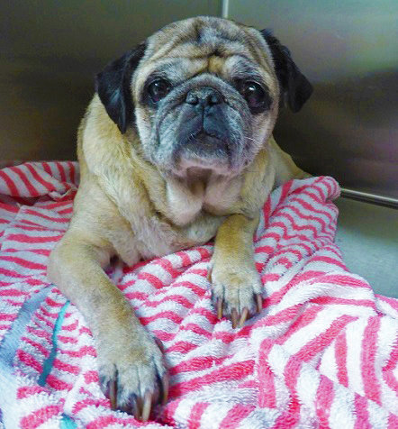 Hannah the blind pug finds her family