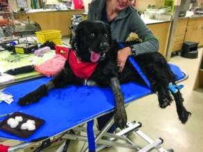Balu was treated at DoveLewis after a snake bite