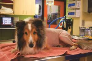 Ollie - Recovered from Tick Paralysis