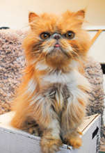 Support DoveLewis & help animals like Butterbean