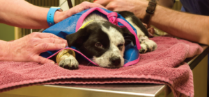 Taro - Recovered from poisoning