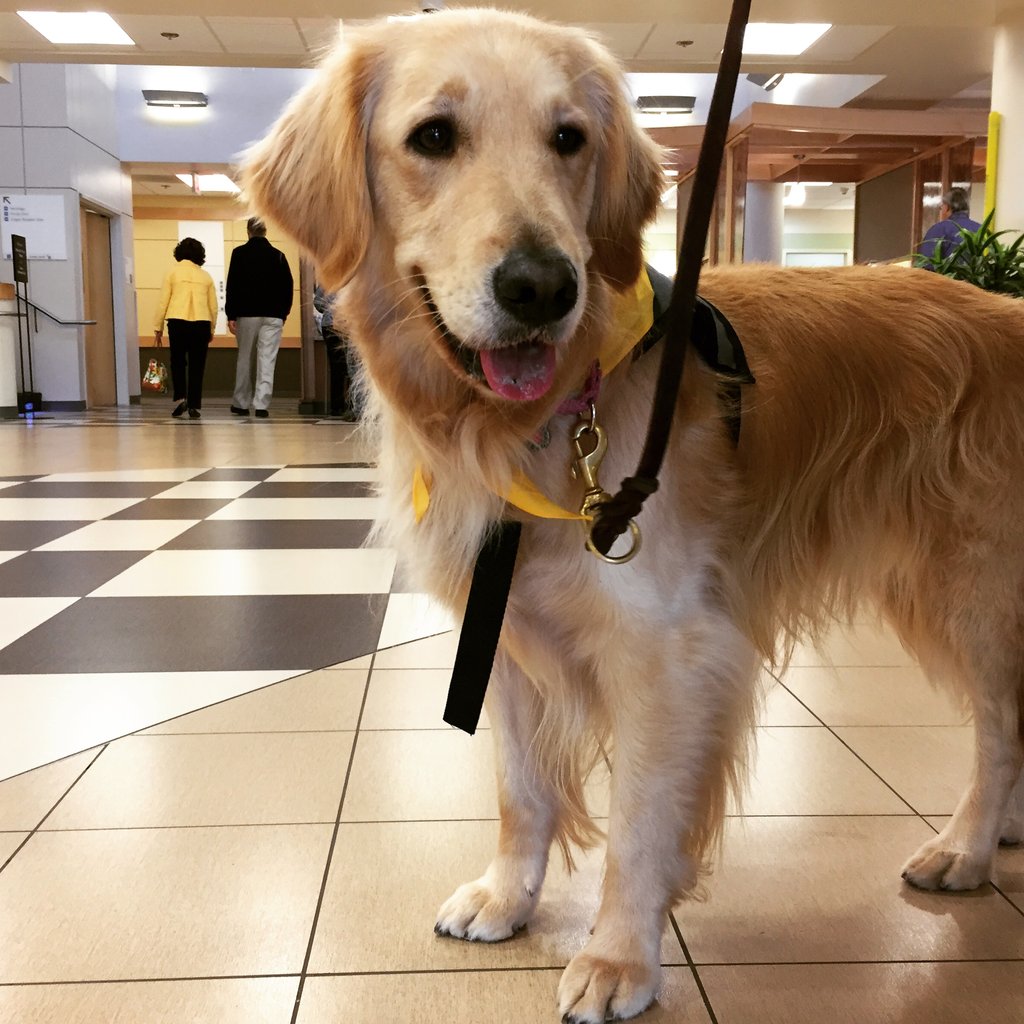 Gracie the therapy dog visits a local hospital