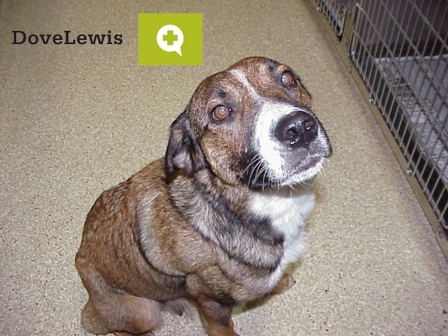 Save Thousands of Animal Lives in Oregon