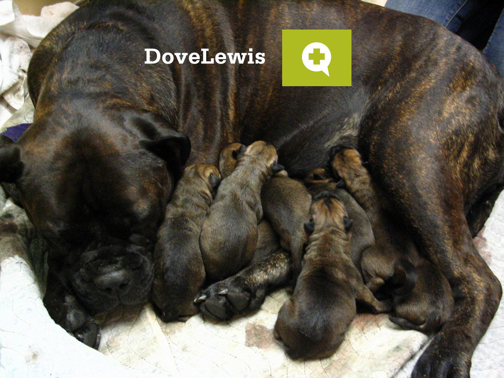 Save Thousands of Animal Lives in Oregon