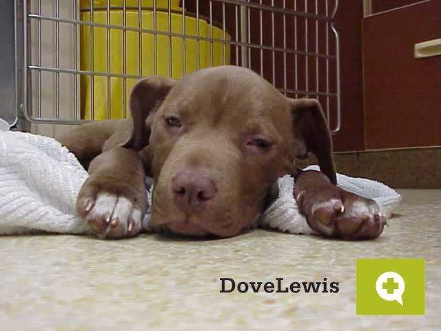 Save Thousands of Animal Lives in Oregon