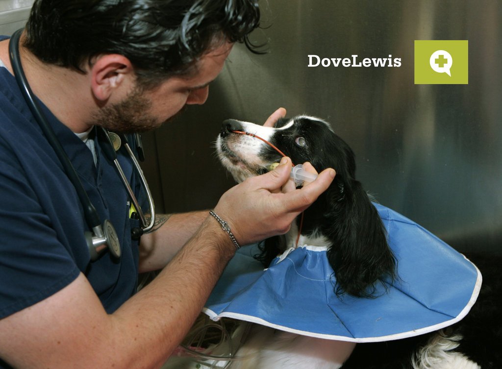 Save Thousands of Animal Lives in Oregon