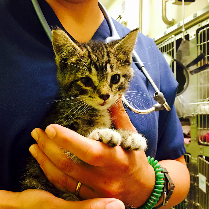 Kitten Rescued from St. John's Bridge