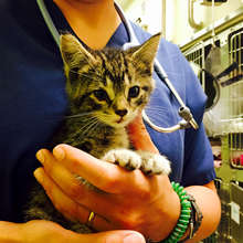 Kitten Rescued from St. John's Bridge