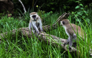 Two of the 22 released vervet monkeys