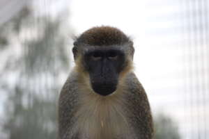 Gizmo, copyright Born Free USA