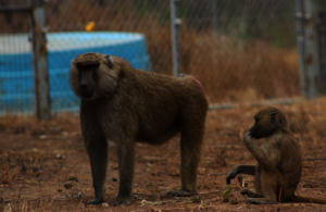 Little Foot and her mother