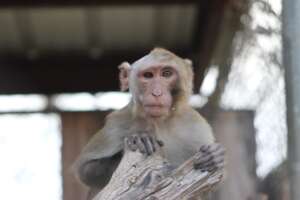 Pablito, copyright Born Free USA