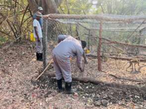 The monkeys' pre-release enclosure