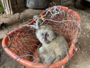A vervet monkey kept in inadequate conditions