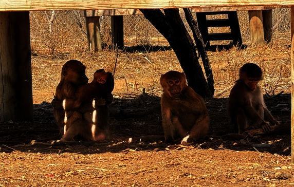 Baby baboons Mari, Peach, Ophelia, and Little Foot