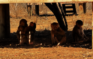 Baby baboons Mari, Peach, Ophelia, and Little Foot