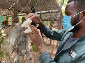 Rescued monkeys need specialist care (c) ZPP