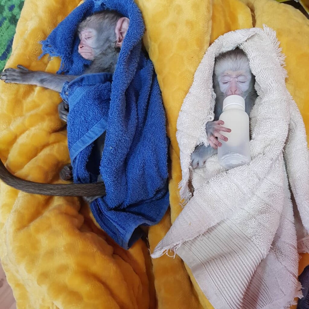 Kalumbila and Ndiase (c) ZPP