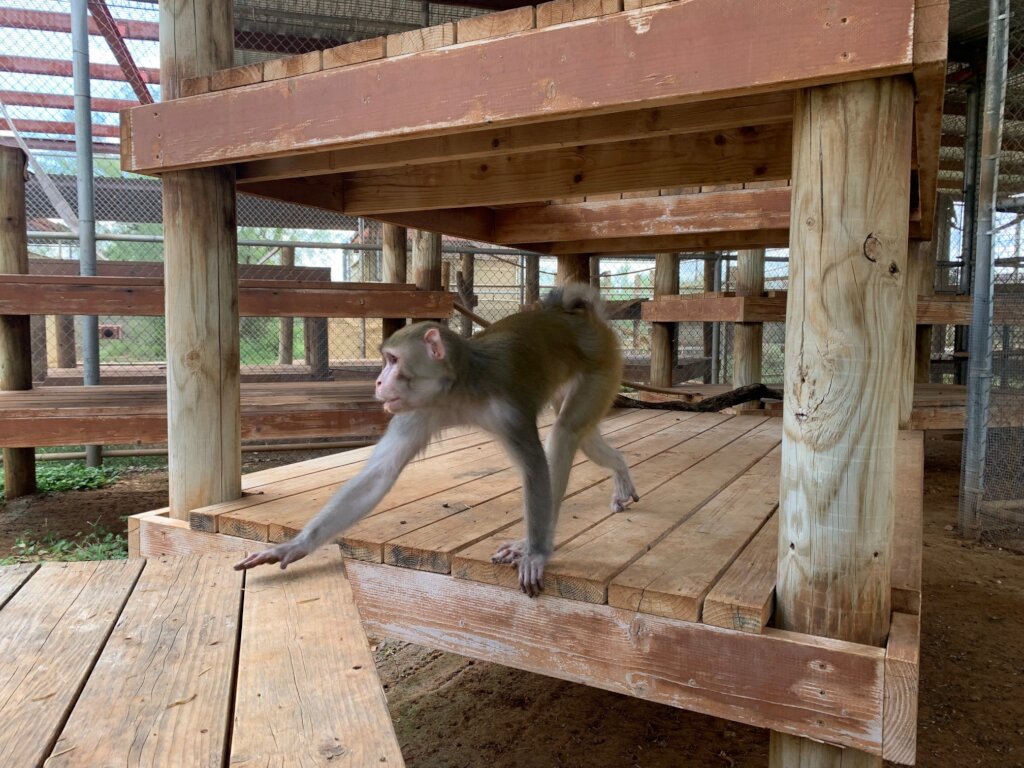 Rescue Monkeys from Lives of Abuse