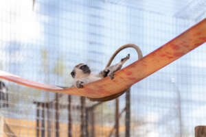 Willis relaxing (c) Born Free USA