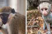 Rescue Monkeys from Lives of Abuse