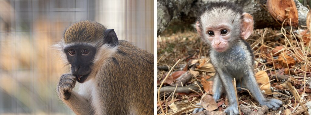Rescue Monkeys from Lives of Abuse