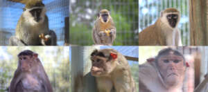 Archie, Louie, Ricky, Poppy, Max, Bernie Macq