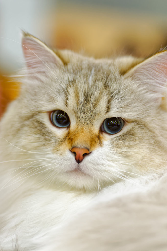 Please Help Pets Escape Abuse in 2022