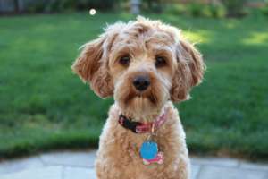 Please Help Pets Escape Abuse in 2022