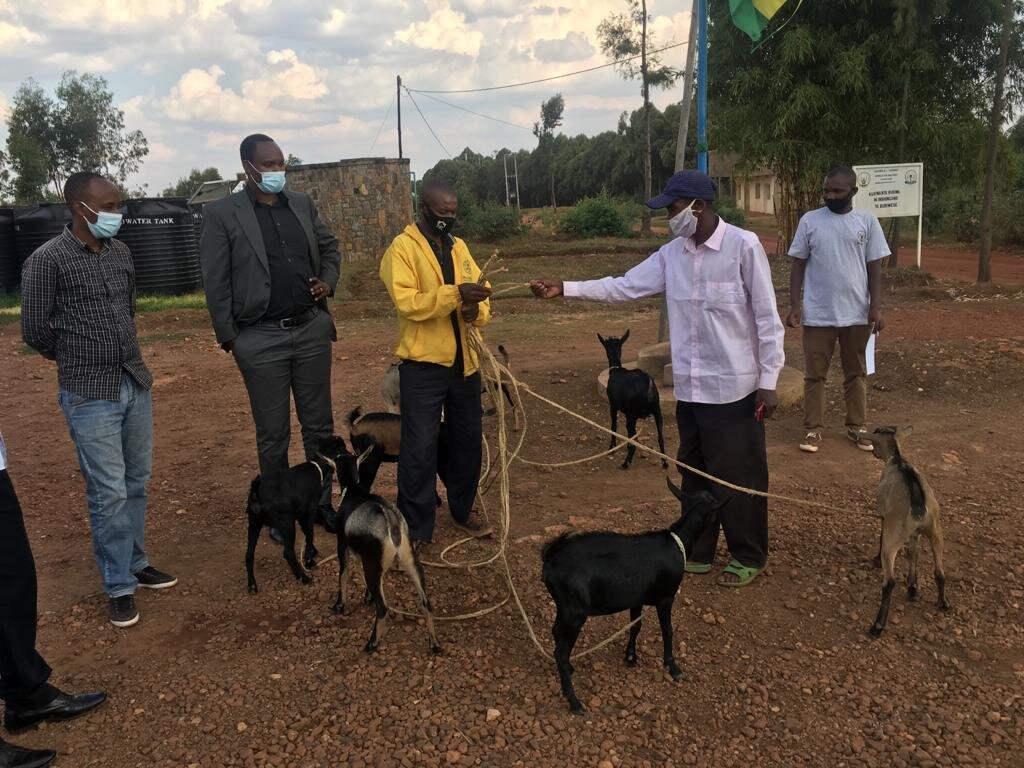 Goat farming project in Burega village, Rwanda