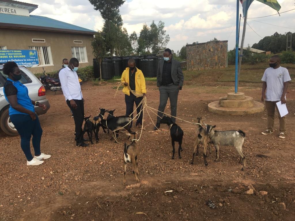 Goat farming project in Burega village, Rwanda