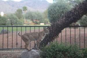 Bobcat visiting Rude Ranch auxiliary sanctuary