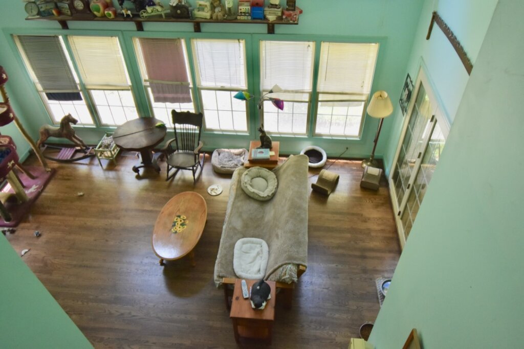 Sanctuary and Care of Abused & Special Needs Cats