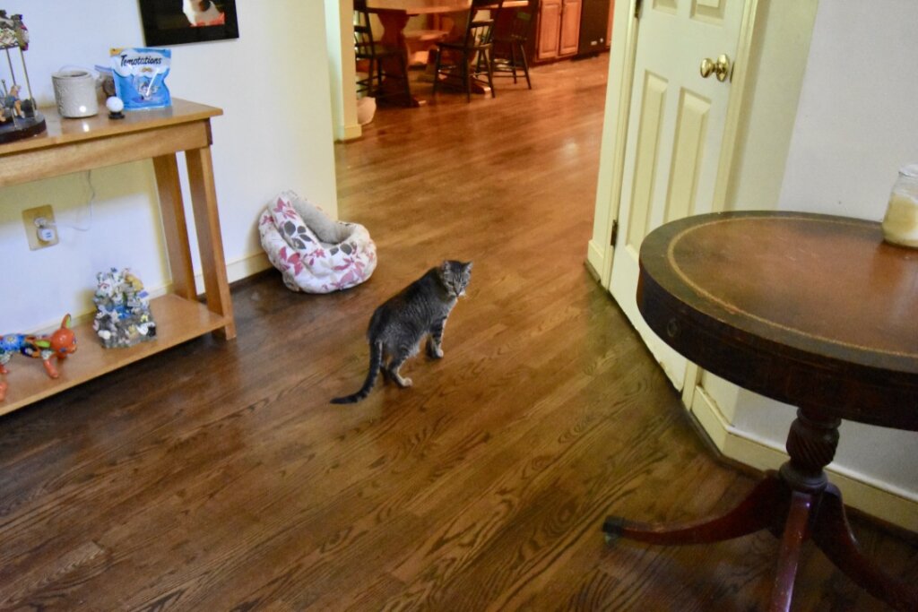 Sanctuary and Care of Abused & Special Needs Cats