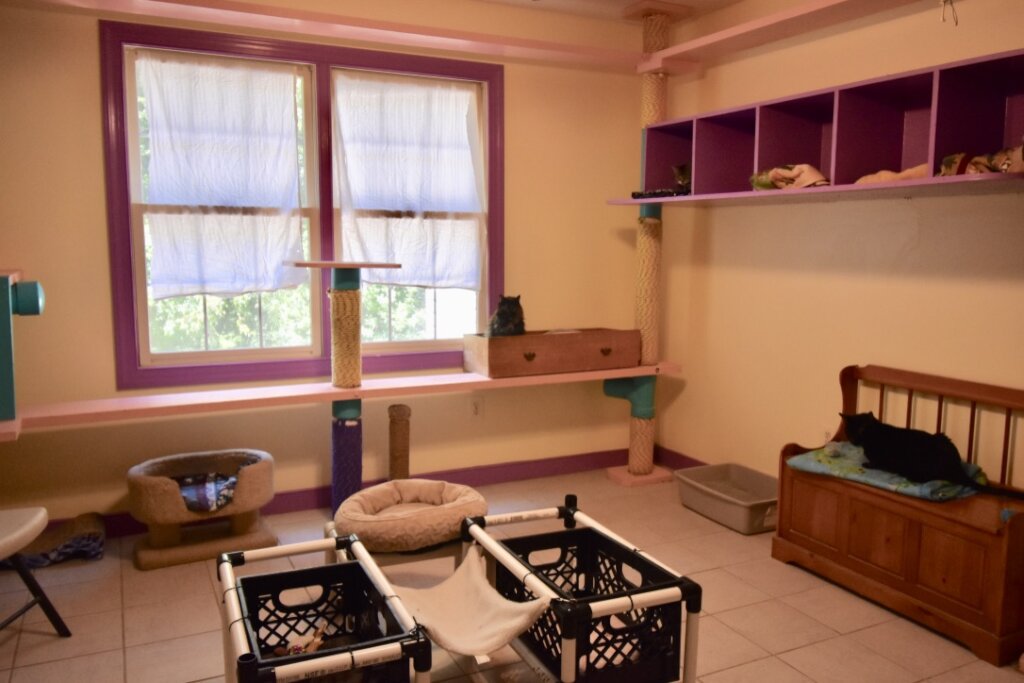 Sanctuary and Care of Abused & Special Needs Cats