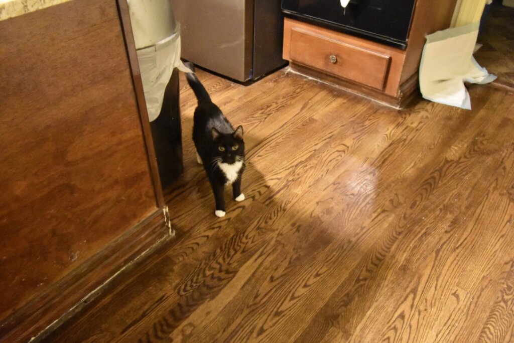 Kitchen Cat