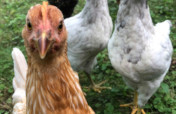 Help Afghan Women learning poultry farming