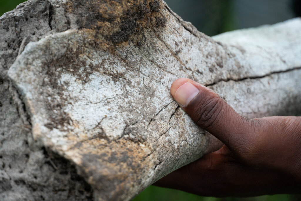 Conservation: Protect, Co-exist, Expand