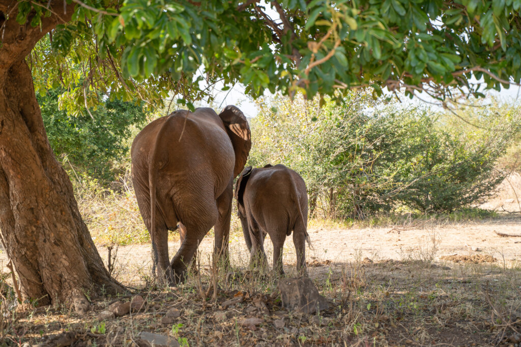 ABCF Conservation projects