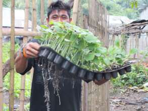 providing vegetable seeds and seedlings