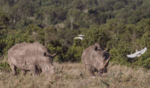 Potential southern white rhino surrogates
