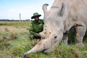 Najin & Zach - her primary caregiver on Ol Pejeta