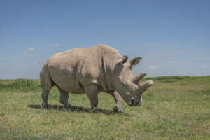 Fatu on Ol Pejeta in December 2023