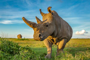 Fatu on Ol Pejeta in December 2022