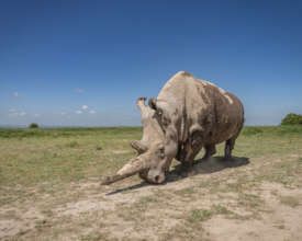 Najin on Ol Pejeta in December 2023