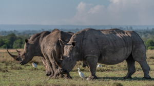 3 Potential Southern White Rhino Surrogates