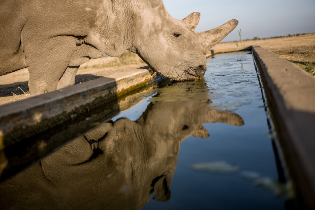 You Can Help Save a Species!